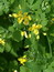 Chelidonium majus, Schöllkraut, Färbepflanze, Färberpflanze, Pflanzenfarben,  färben, Klostergarten Seligenstadt
